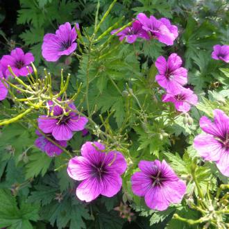 Gite 2-4 personnes : le jardin