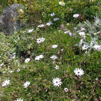 Gite 2-4 personnes : le jardin