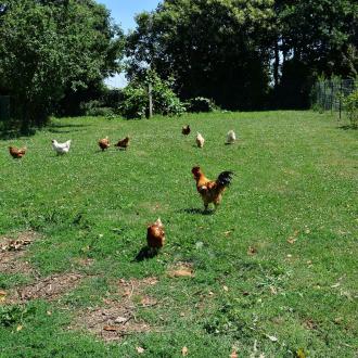 Grand gite 2-10 personnes : la basse cour