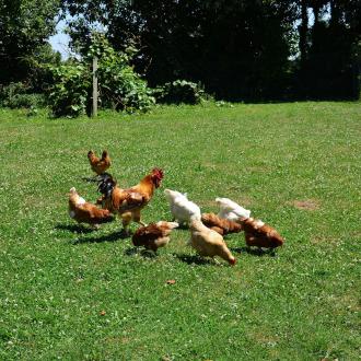 Grand gite 2-10 personnes : la basse cour