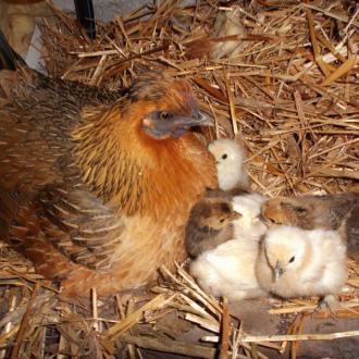 Grand gite 2-10 personnes : la basse cour